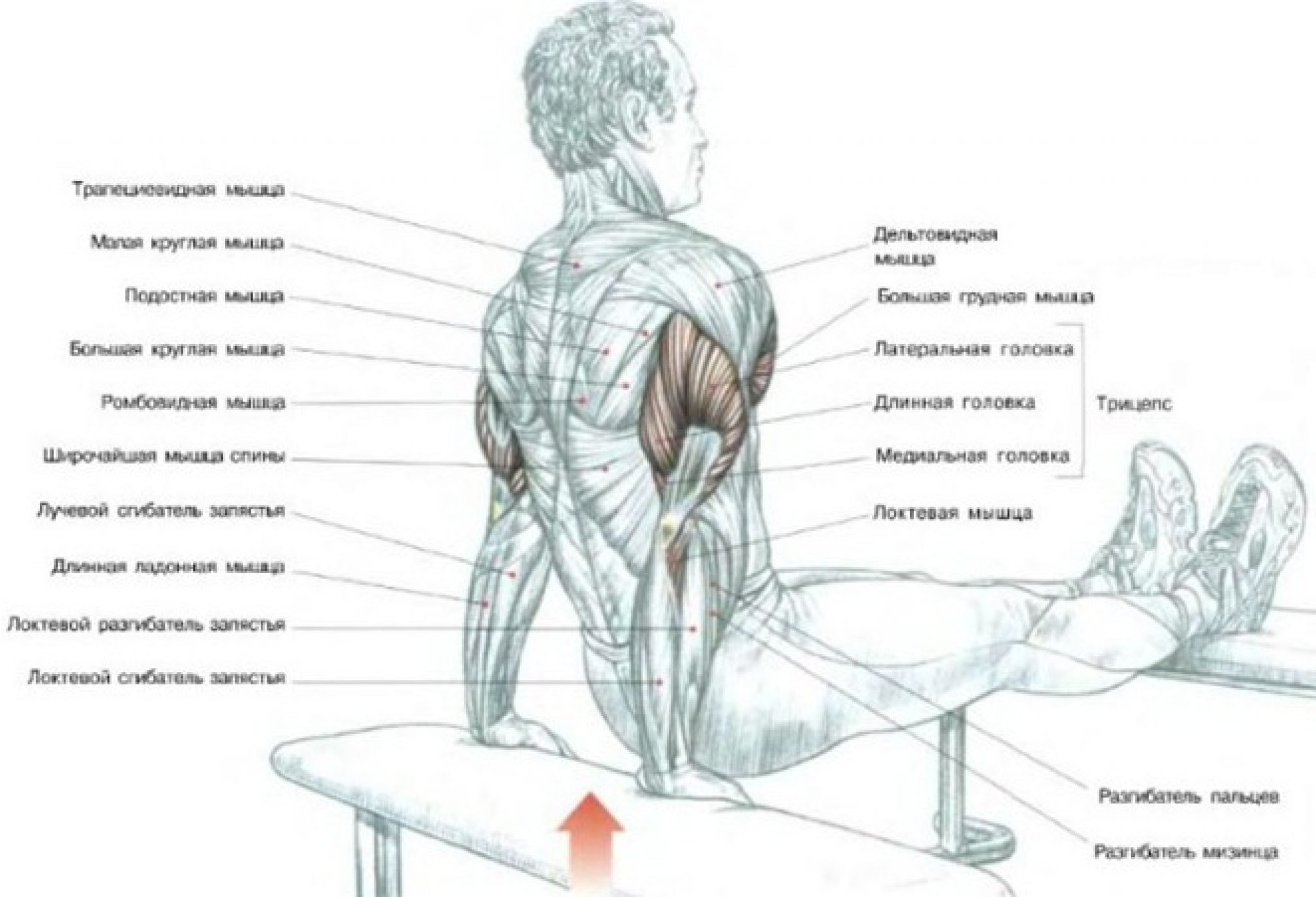 Как быстро накачать мышцы. Обратные отжимания от скамьи на трицепс. Обратные отжимания от лавочки на трицепс. Обратные отжимания от скамьи мышцы. Трицепс отжимания от скамьи упражнение.