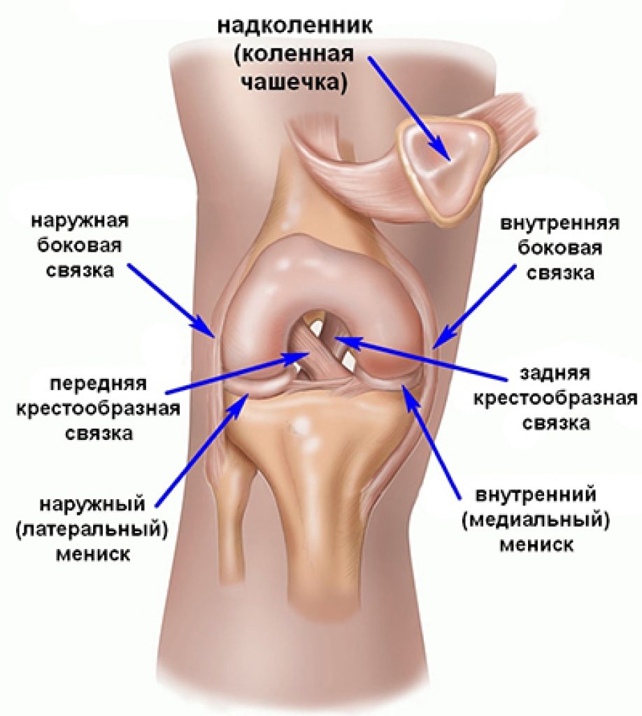 Мениски коленный сустав анатомия человека